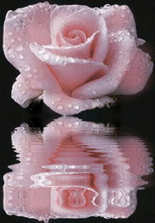 La Rose