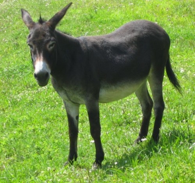 lux d'un nan