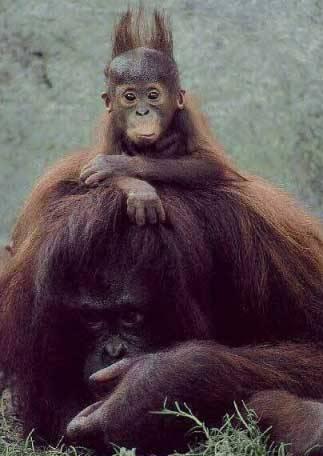 singe