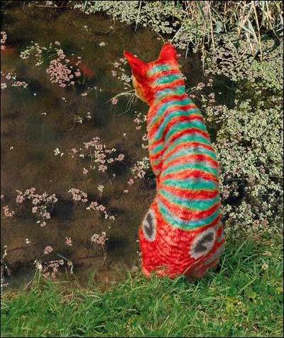 Chat