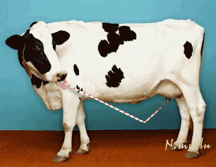La vache