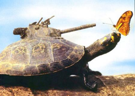 Tortue